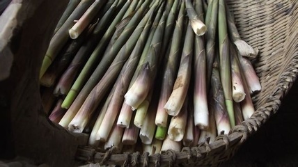 初嘗山野之味——竹筍紀(jì)